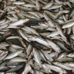 fischfang