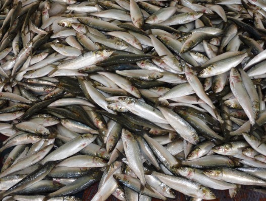 fischfang
